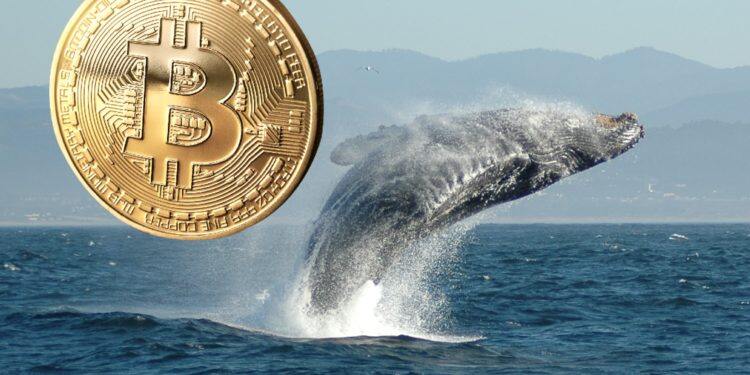 沉睡9年1万枚比特币流向币安、Kraken 巨鲸获利或超1.94亿美元-第1张图片-腾赚网