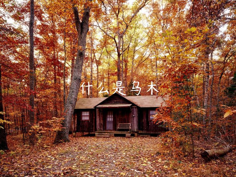 什么是乌木-第1张图片-欧意下载